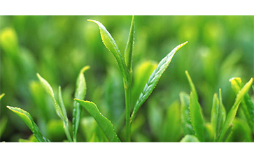 茶葉質(zhì)量追溯管理系統(tǒng)可以實(shí)現(xiàn)哪些功能？具有哪些優(yōu)點(diǎn)？